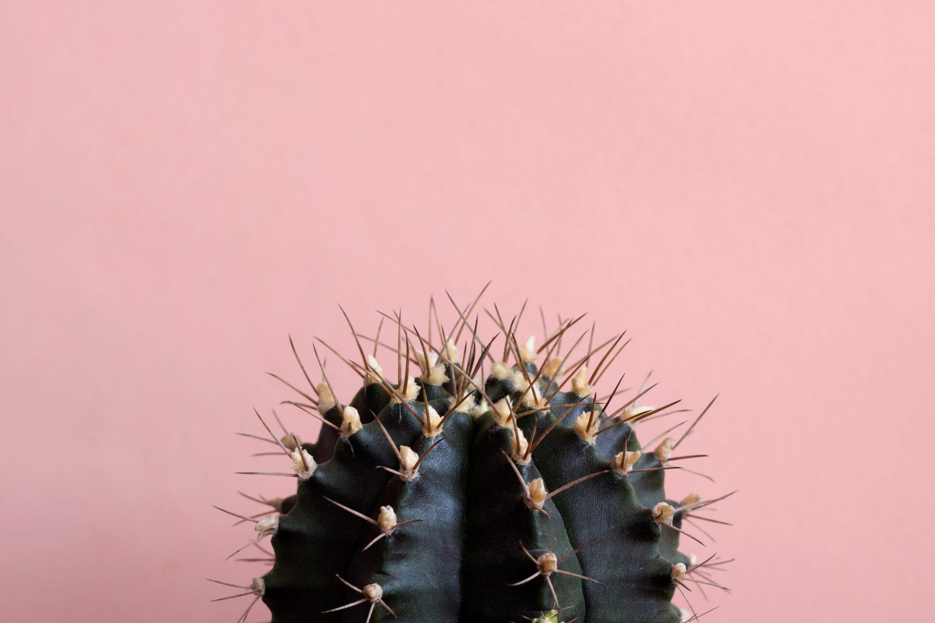 Photo of a cactus