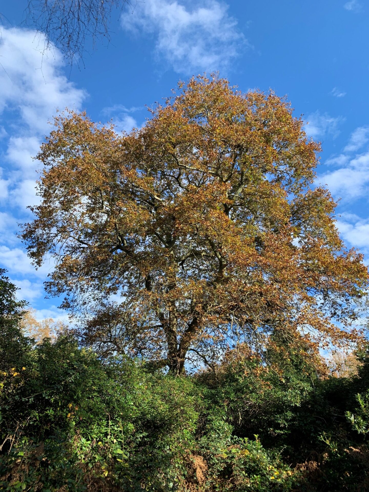 Our Silent Saviours: Celebrating the Power of Trees this National Tree Week 1