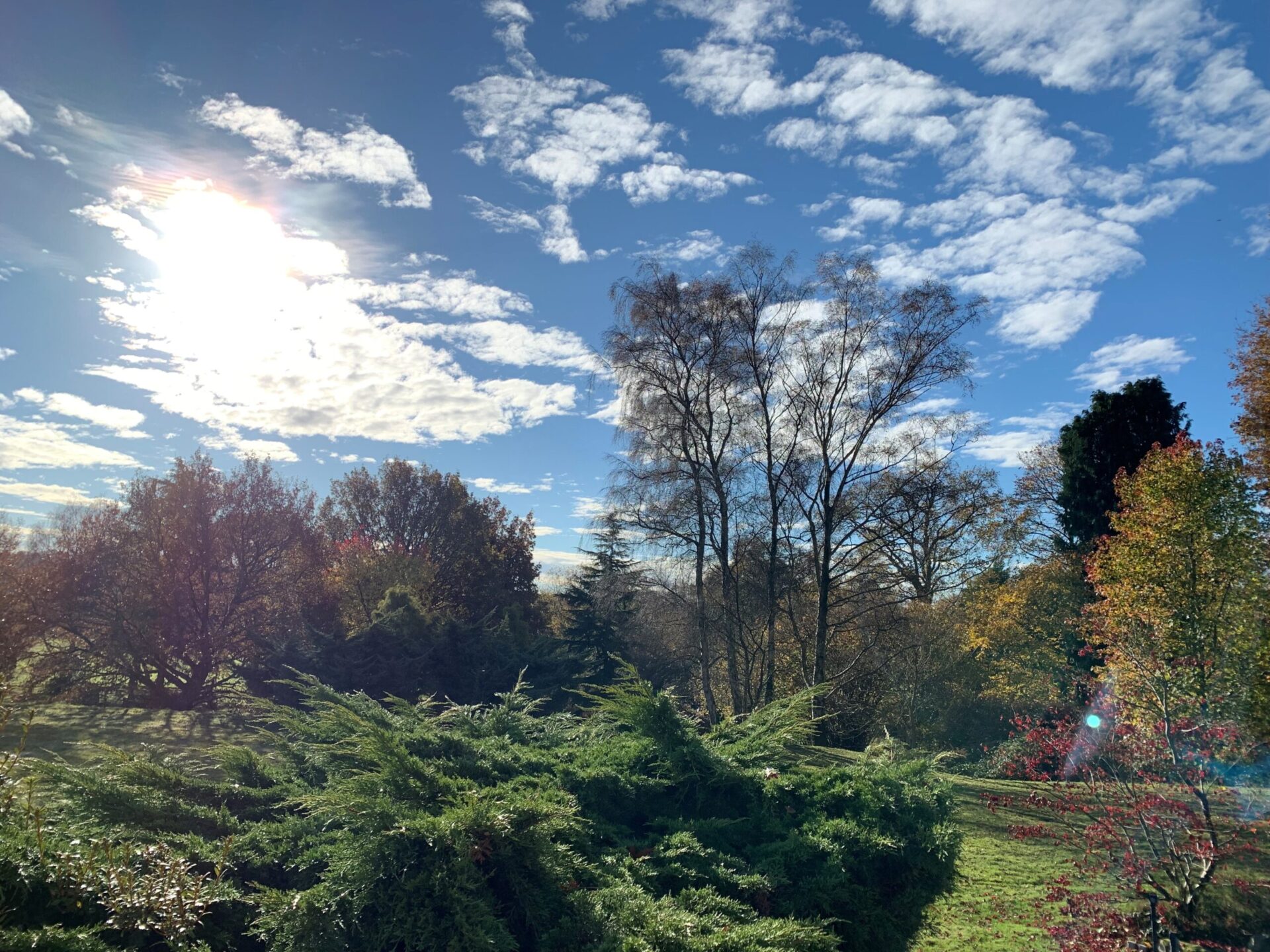Our Silent Saviours: Celebrating the Power of Trees this National Tree Week 2