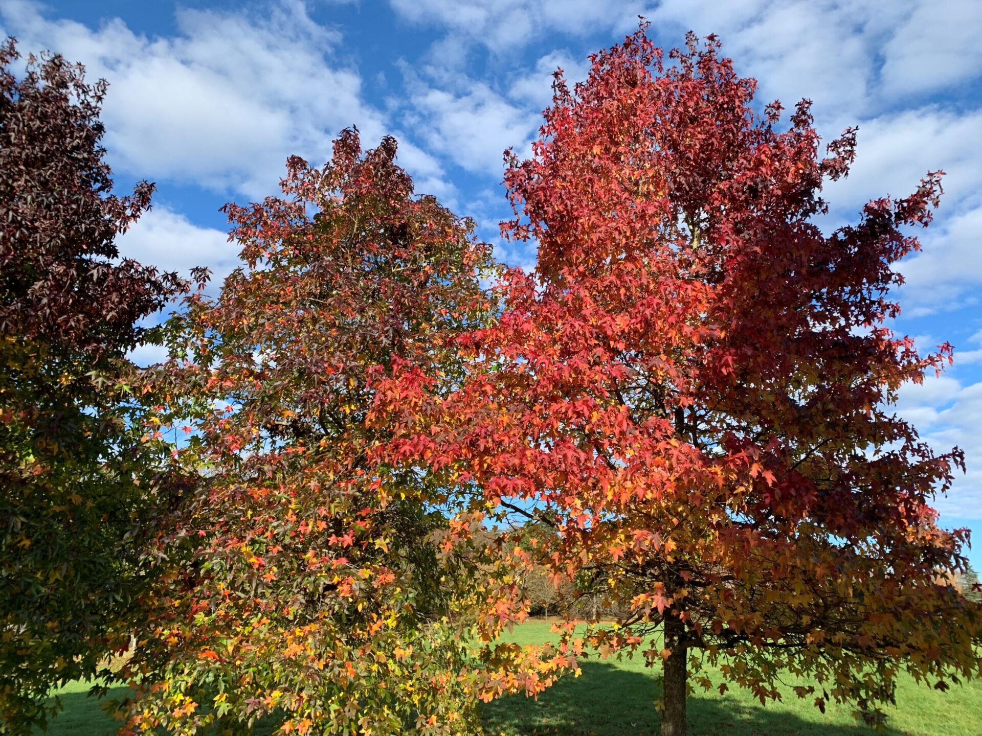 Our Silent Saviours: Celebrating the Power of Trees this National Tree Week 3