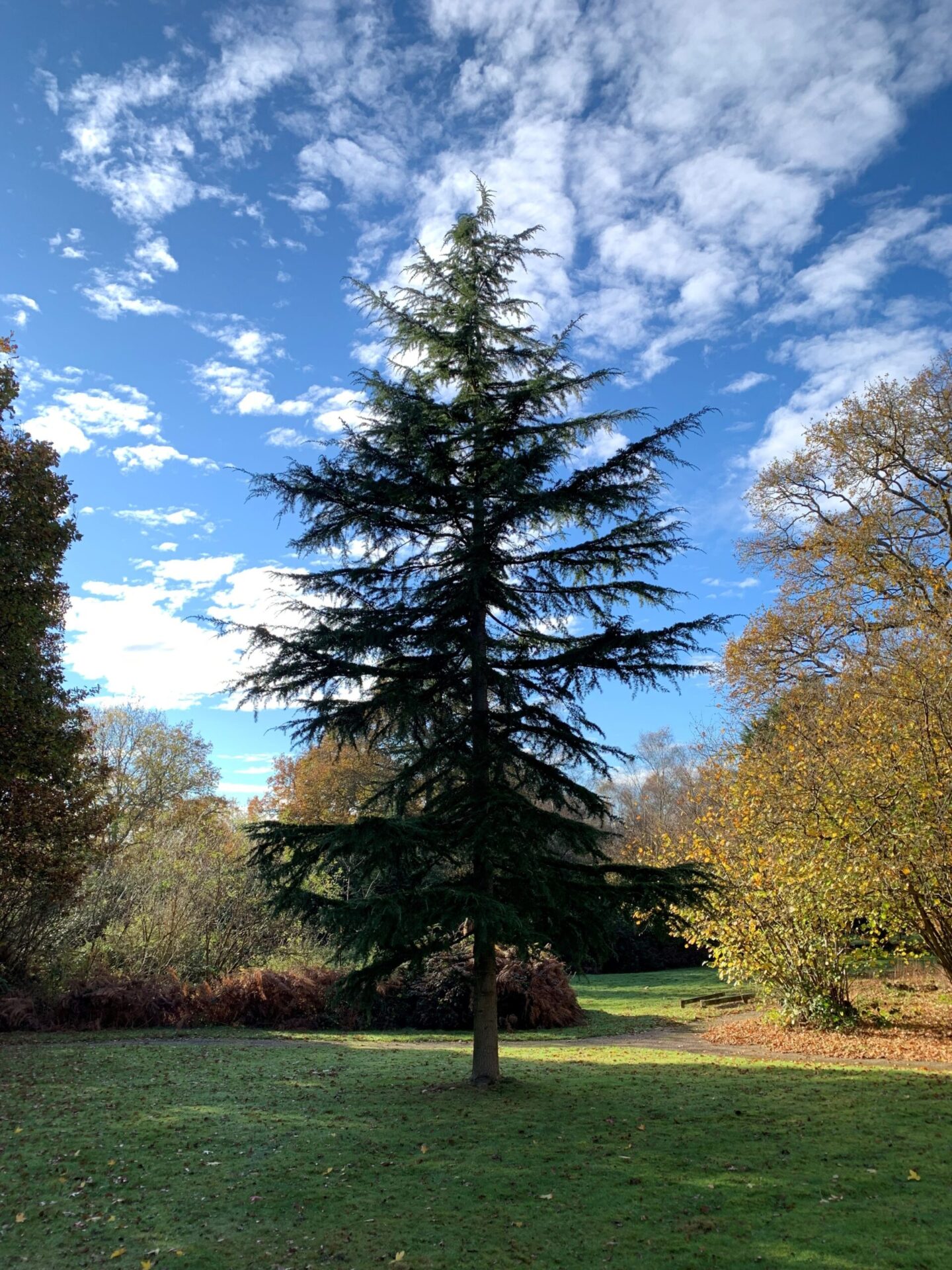Our Silent Saviours: Celebrating the Power of Trees this National Tree Week 4