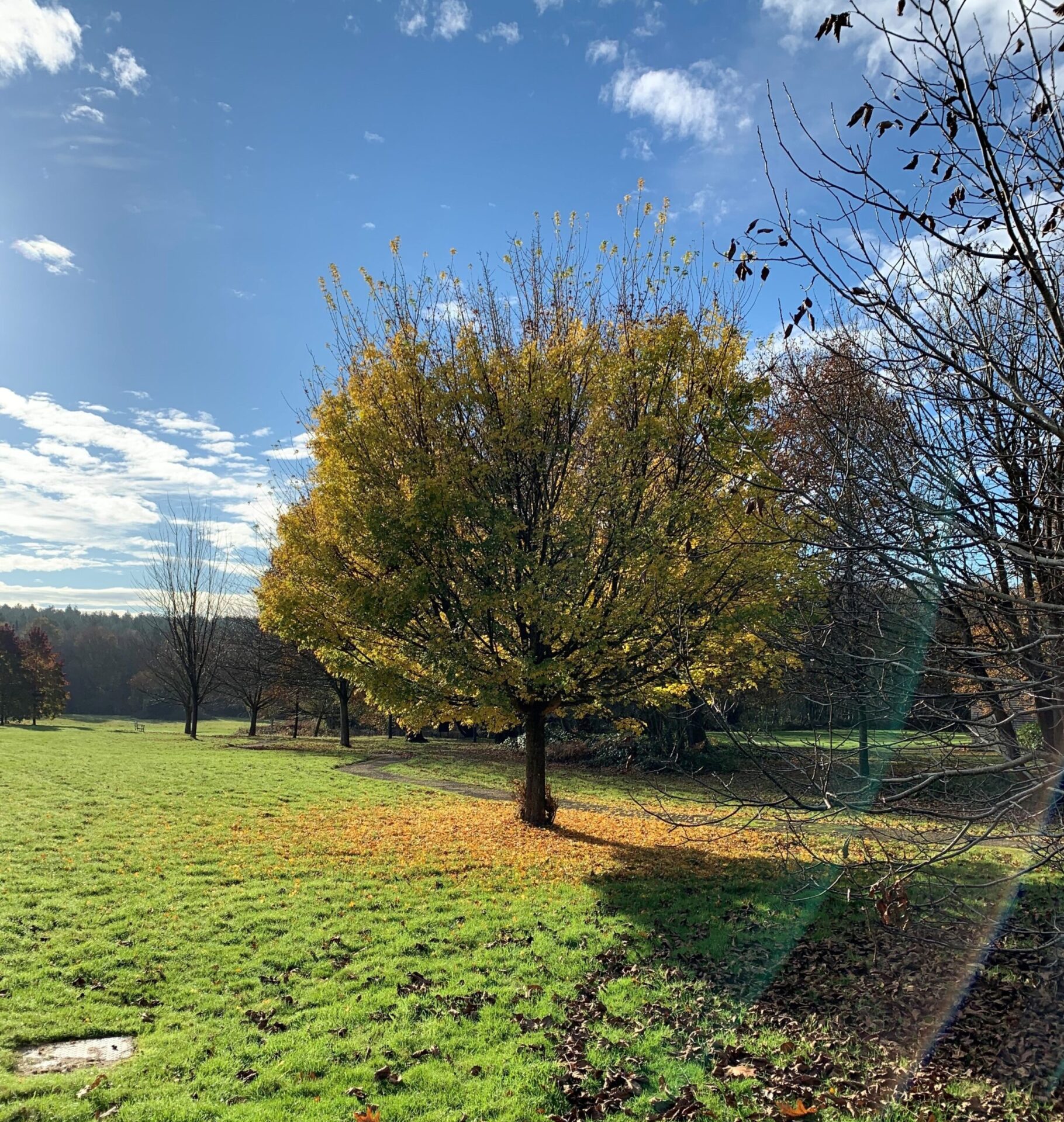 Our Silent Saviours: Celebrating the Power of Trees this National Tree Week 5