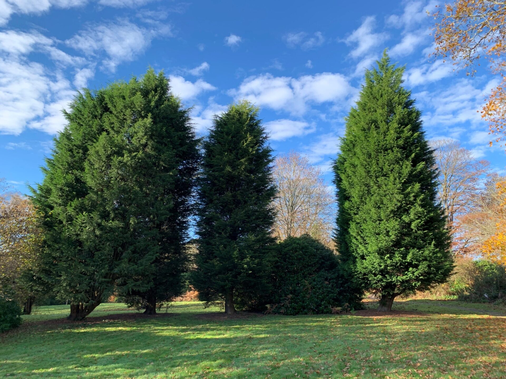 Our Silent Saviours: Celebrating the Power of Trees this National Tree Week 6