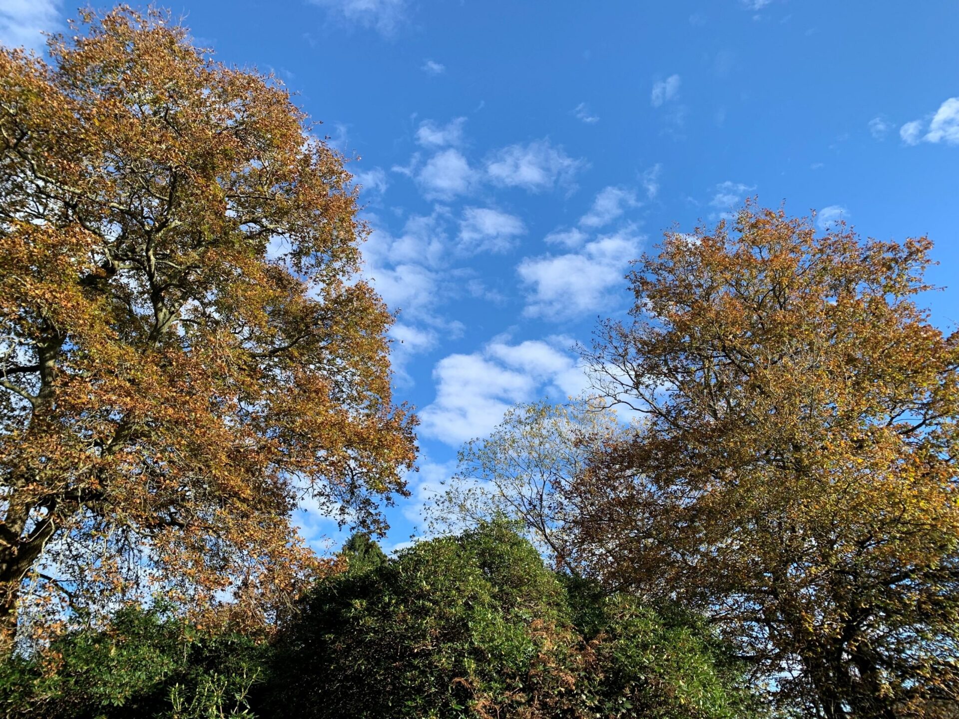 Our Silent Saviours: Celebrating the Power of Trees this National Tree Week 8