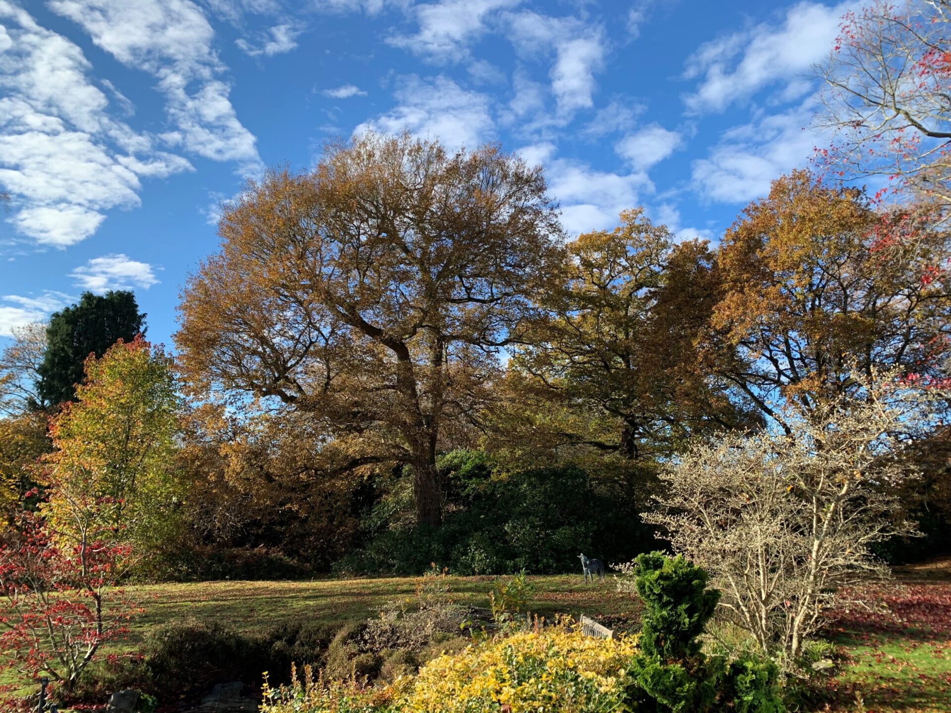 Our Silent Saviours: Celebrating the Power of Trees this National Tree Week