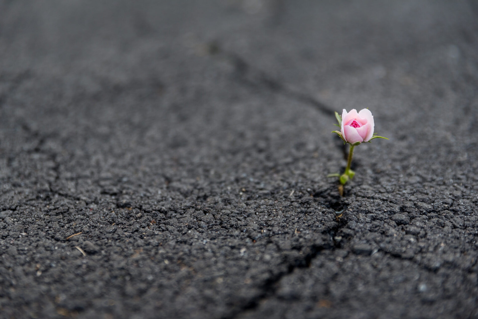 leadership resilience