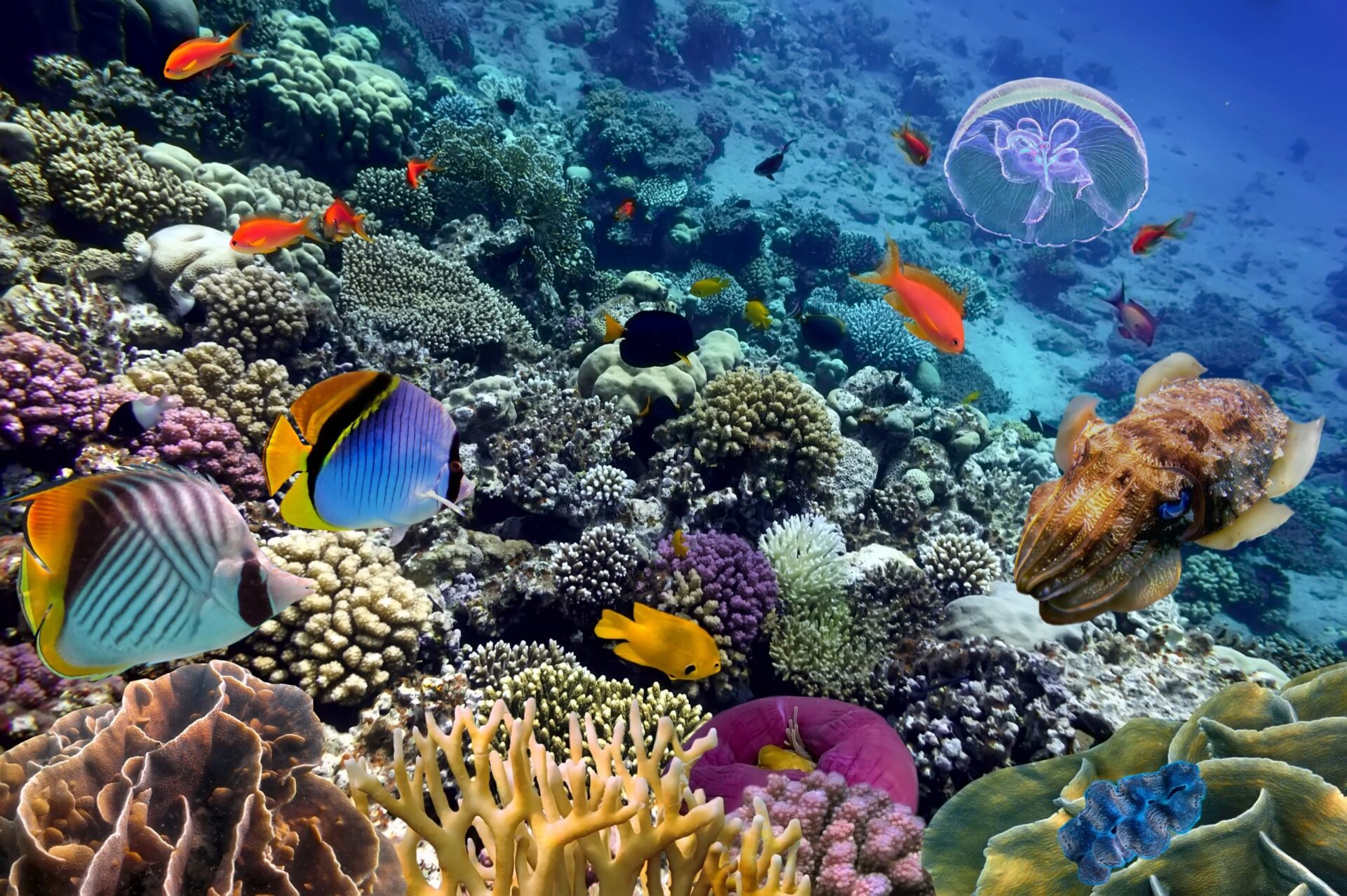 Photo of sea animals in the water