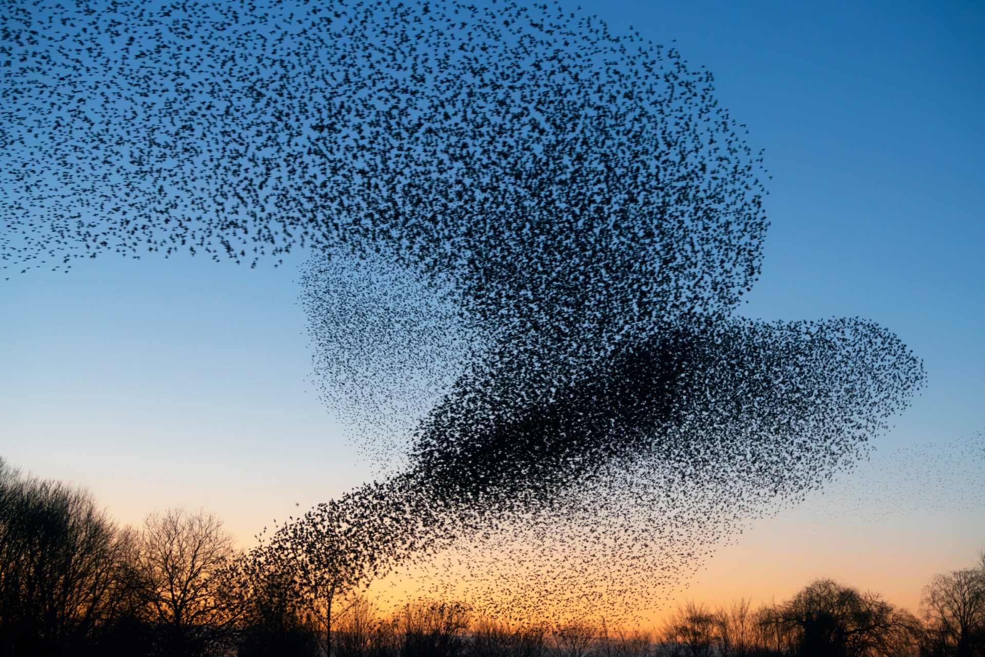 Starlings resembling complexity theory
