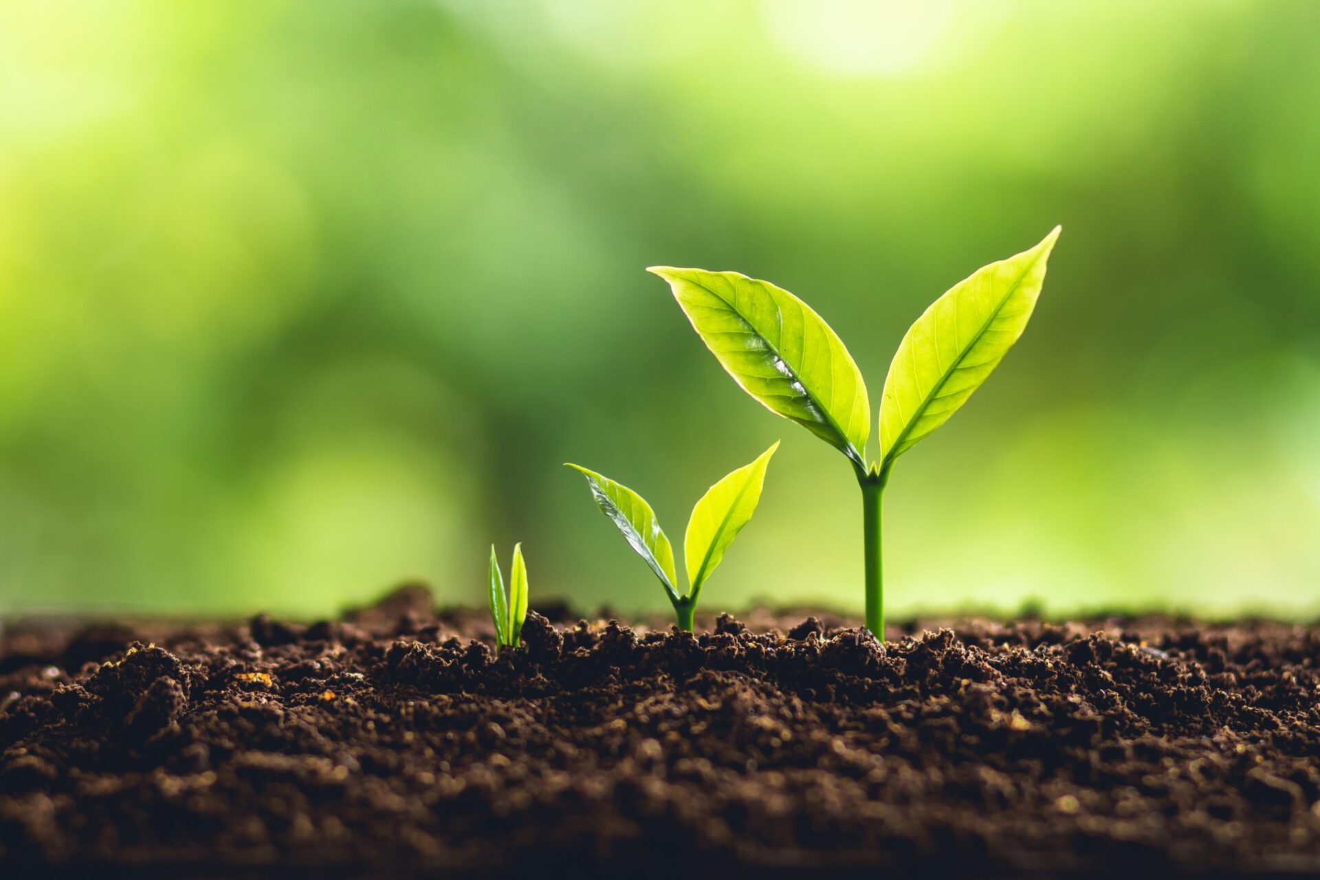 Photo of the stages of a plant growing
