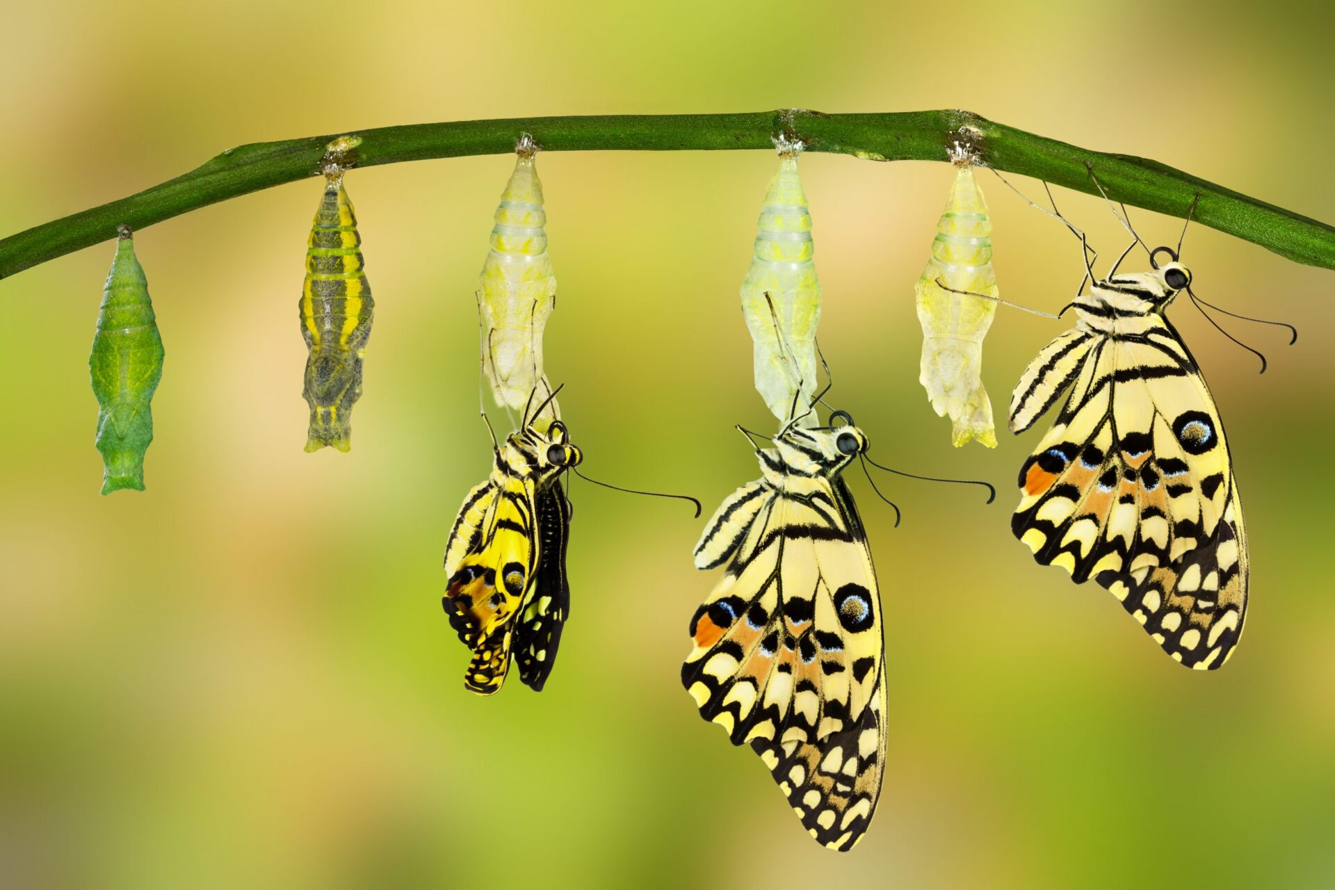 Photo of a cocoon transforming into a butterfly
